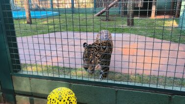Onça Caeté está no zoo de Guaíra desde julho do ano passado (Foto: Sandra Moreno)