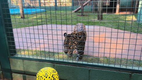 Onça Caeté está no zoo de Guaíra desde julho do ano passado (Foto: Sandra Moreno)