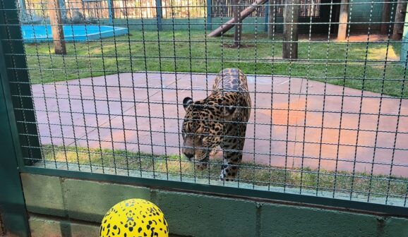 Onça Caeté está no zoo de Guaíra desde julho do ano passado (Foto: Sandra Moreno)