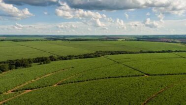 Companhia mapeou mais de 160 mil hectares e realizou análises do solo (Foto: Divulgação)