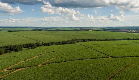 Companhia mapeou mais de 160 mil hectares e realizou análises do solo (Foto: Divulgação)