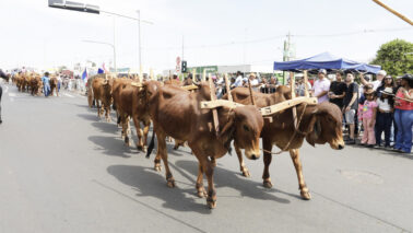 Desfile reúne público em avenida pelos 172 anos de Barretos