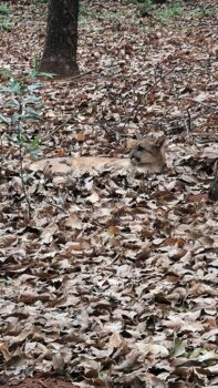 Onça-parda é encontrada ferida em área rural