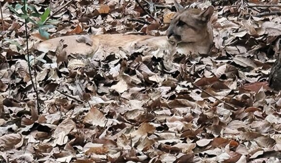 Onça-parda é encontrada ferida em área rural