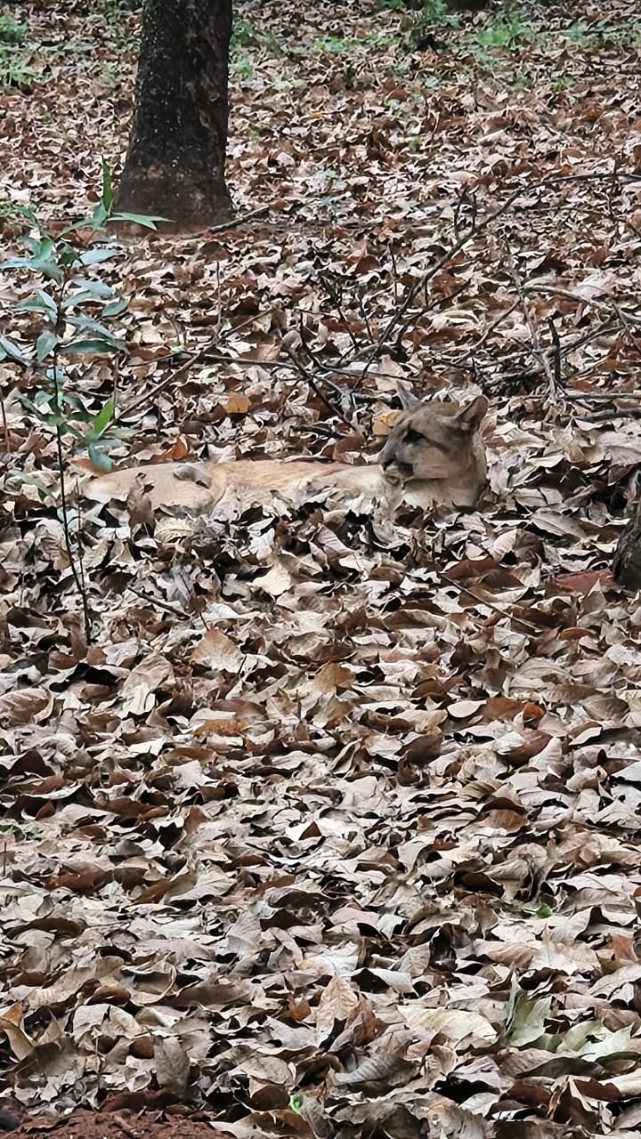 Onça-parda é encontrada ferida em área rural