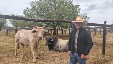 Área de descanso dos animais reúne cuidados antes das montarias na arena