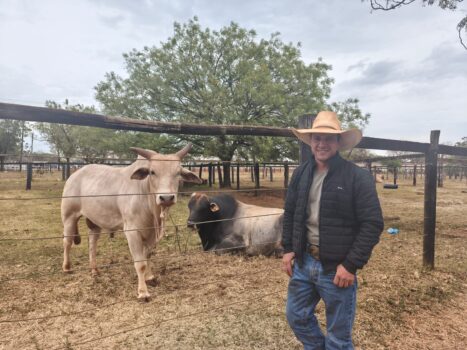 Área de descanso dos animais reúne cuidados antes das montarias na arena