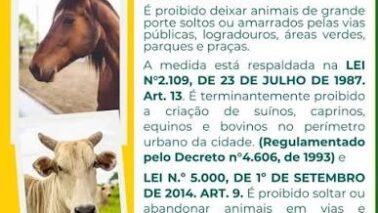 Prefeitura oferece serviço de recolhimento de animais