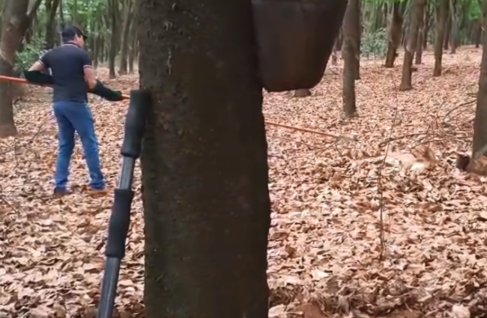 Onça parda é encontrada ferida em área rural )Foto: O Diário de Barretos)