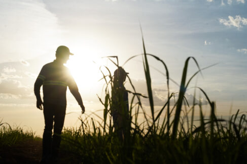 Documento reúne iniciativas ambientais, expansão da agricultura regenerativa, inovações no campo e soluções de baixo carbono em toda a cadeia de valor
