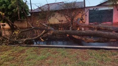 Bombeiros confirmam quedas de árvores durante temporal (Foto: O Diário de Barretos)
