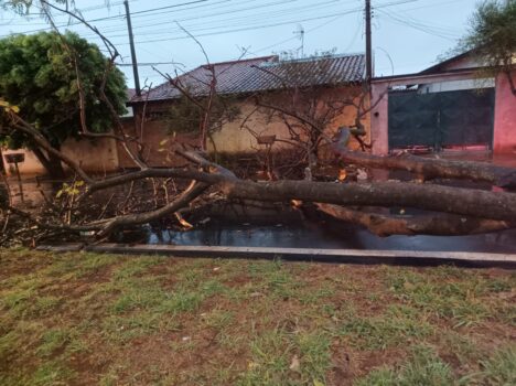 Bombeiros confirmam quedas de árvores durante temporal (Foto: O Diário de Barretos)