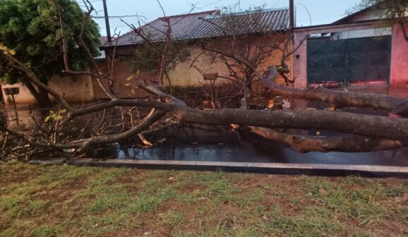 Bombeiros confirmam quedas de árvores durante temporal (Foto: O Diário de Barretos)