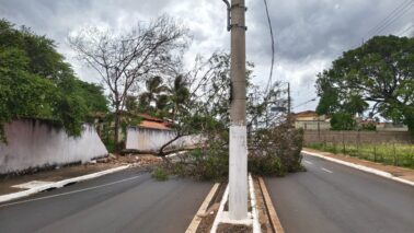 Queda de árvore interdita avenida em Barretos