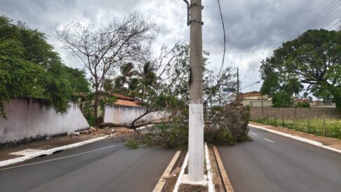 Queda de árvore interdita avenida em Barretos