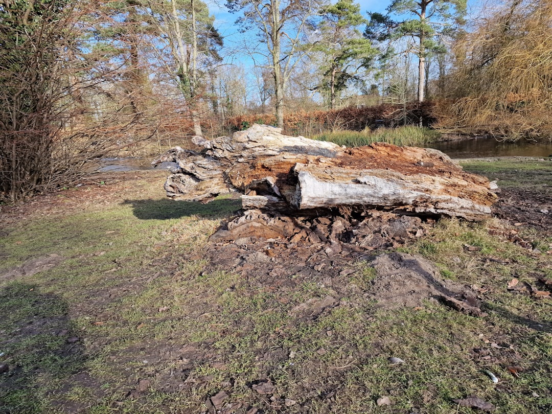 Durham Tree Health Assessment  