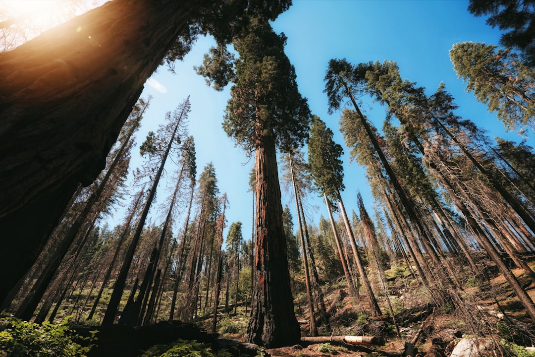Local tree removal Durham  