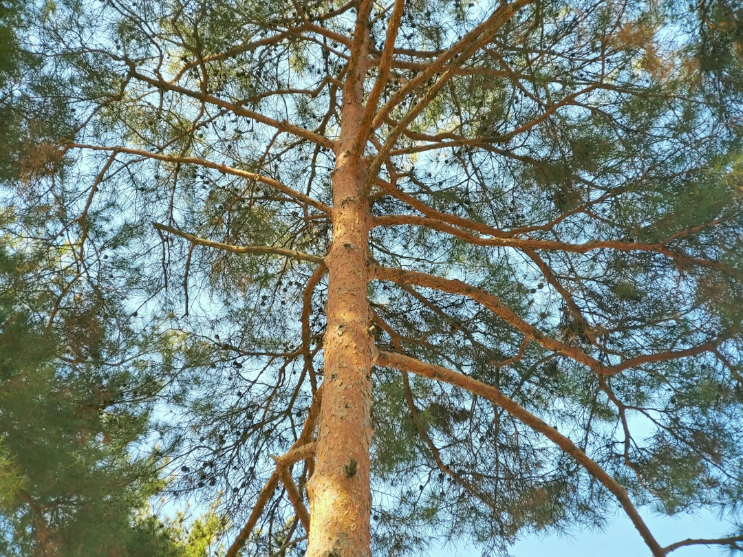 Tree maintenance Durham  