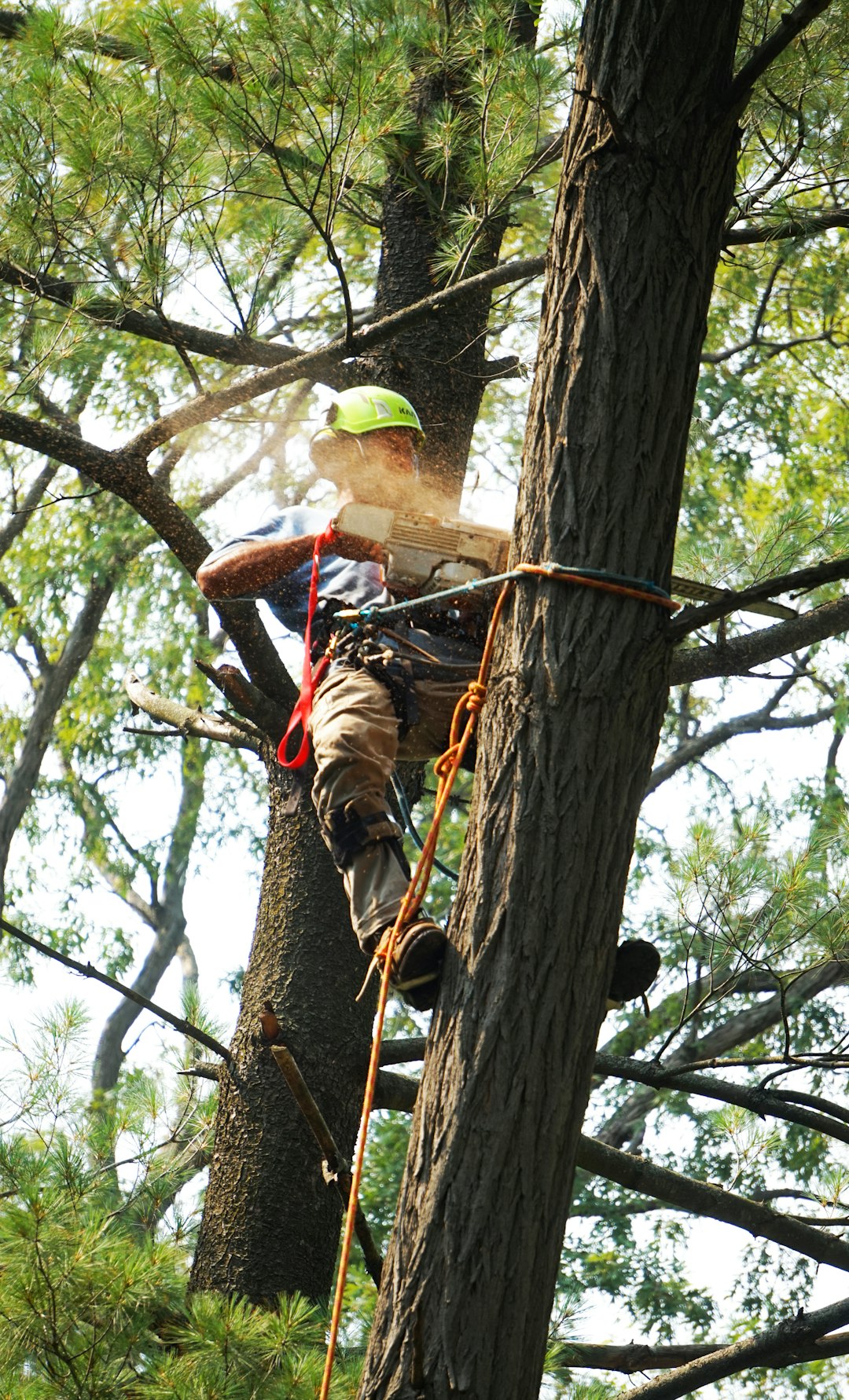 Tree cutting Durham NC  