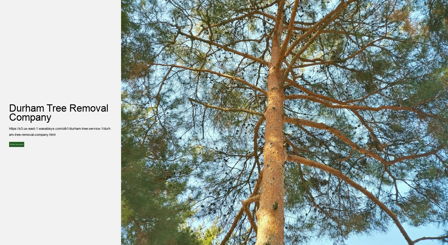 Durham Tree Removal Company