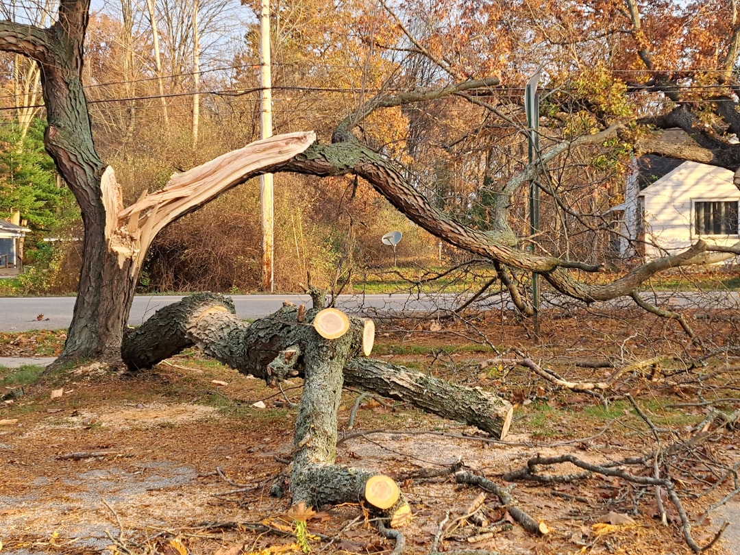 dead tree removal  