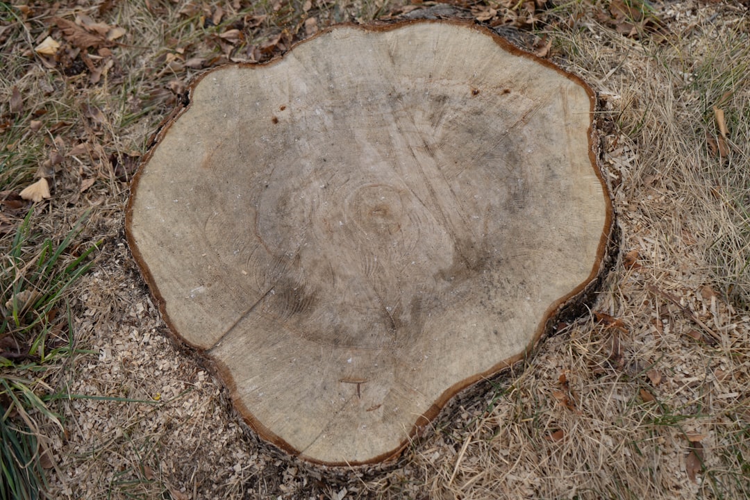 certified arborist report  