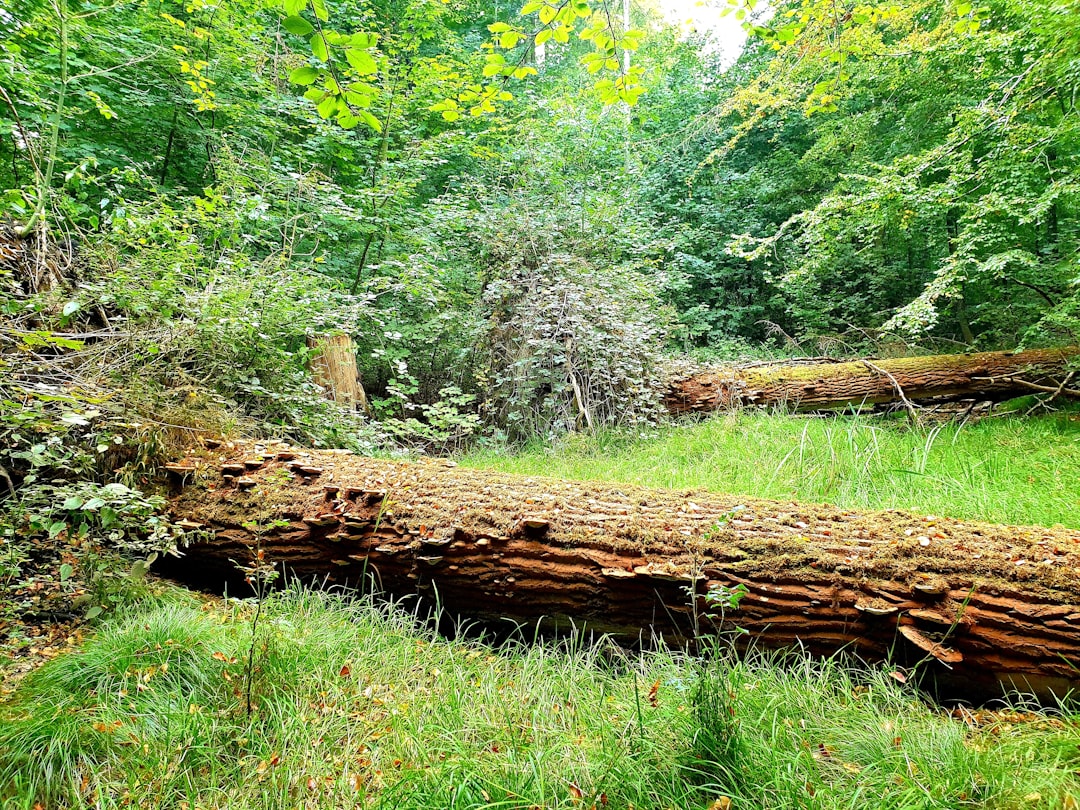 stump removal  