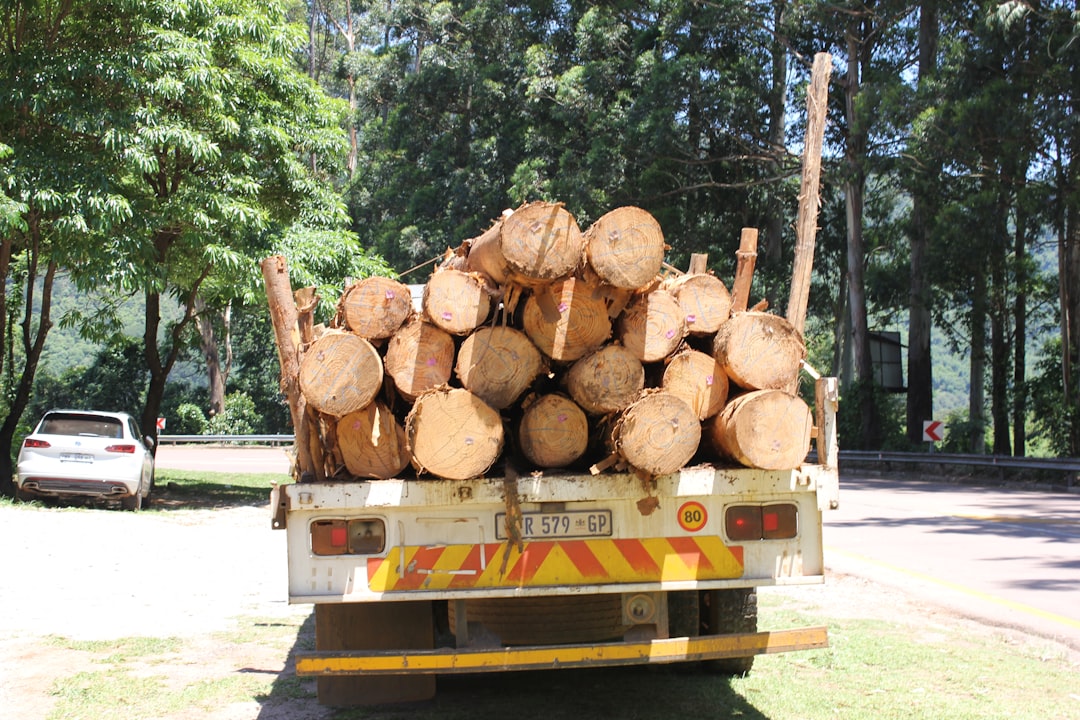infected tree removal  