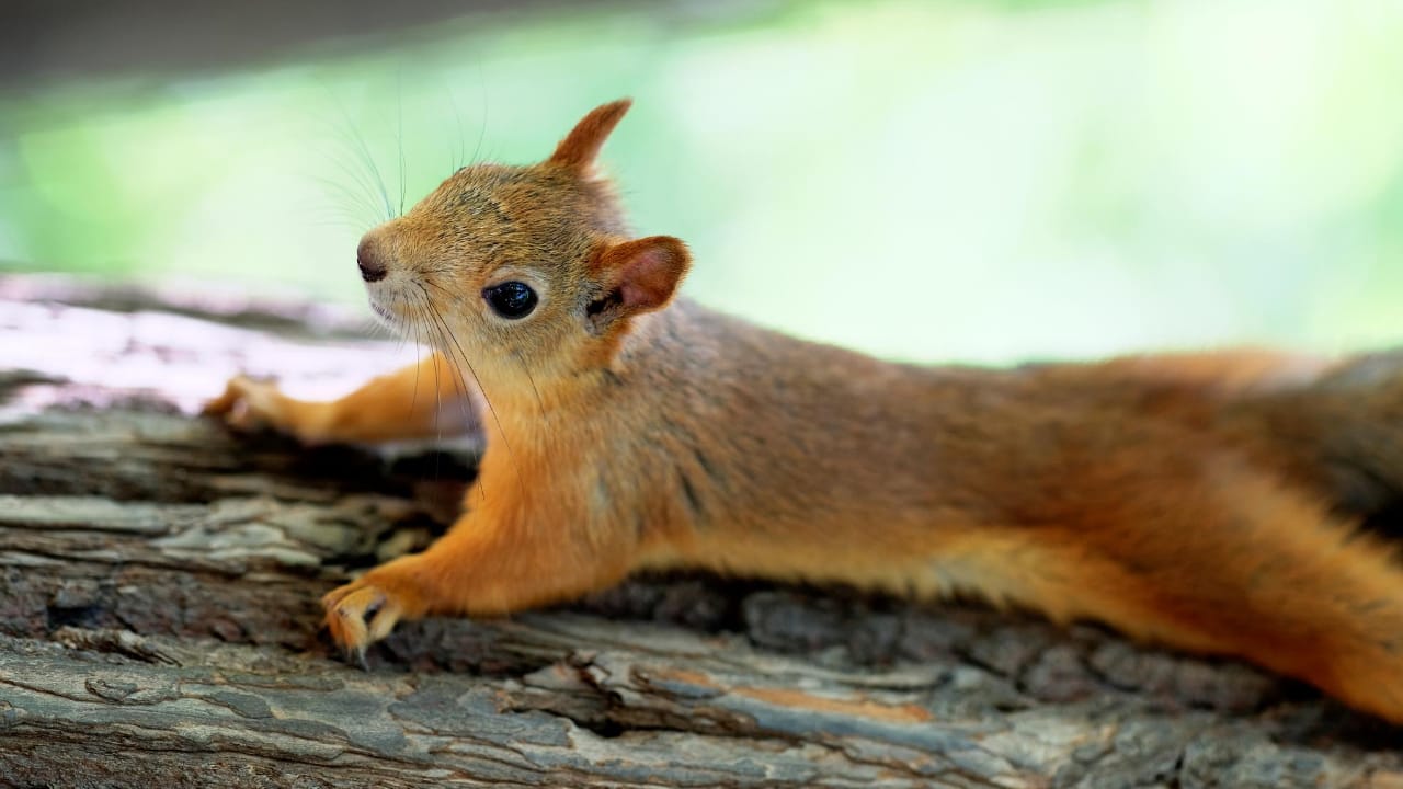 Don't Let Squirrels Take Over - Find Out How to Get Rid of Them Now 