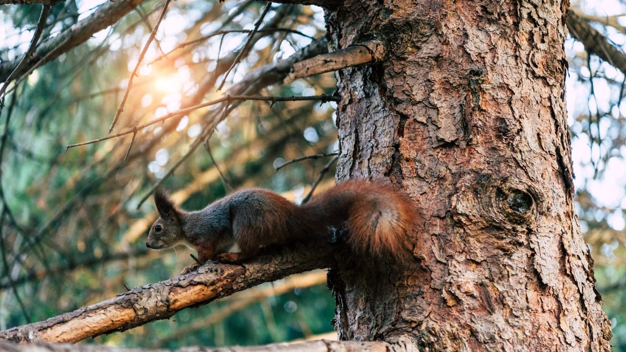What is the Easiest DIY Squirrel Removal Technique? 