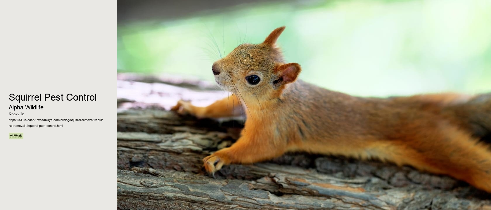Squirrel Pest Control