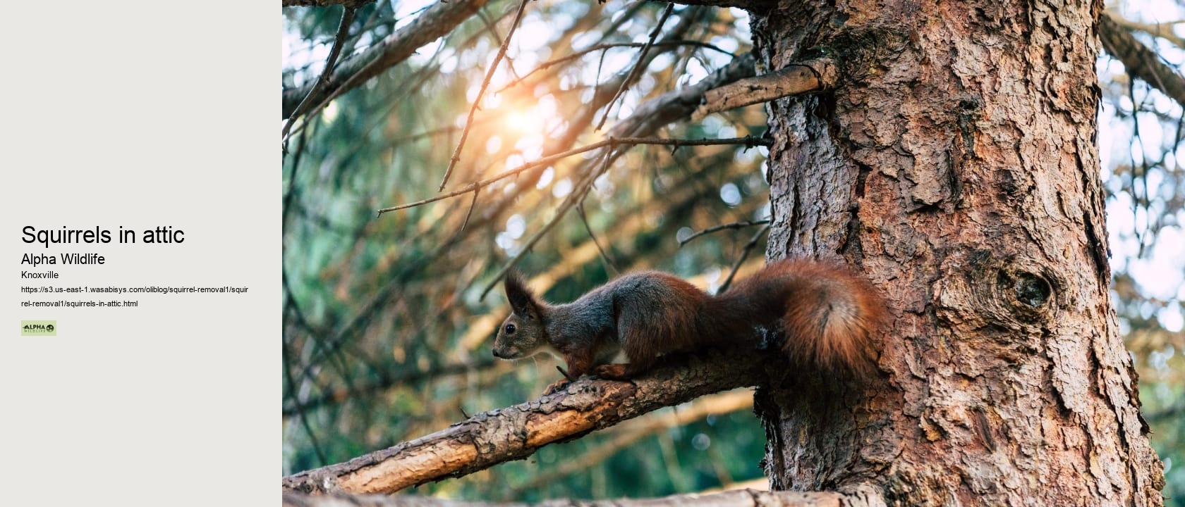 Squirrels in attic