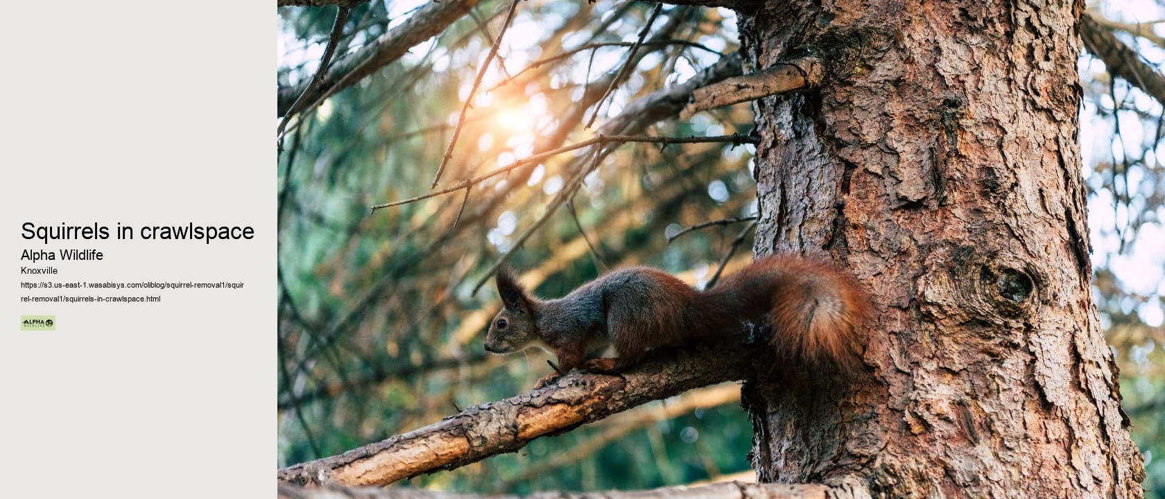 Squirrels in crawlspace