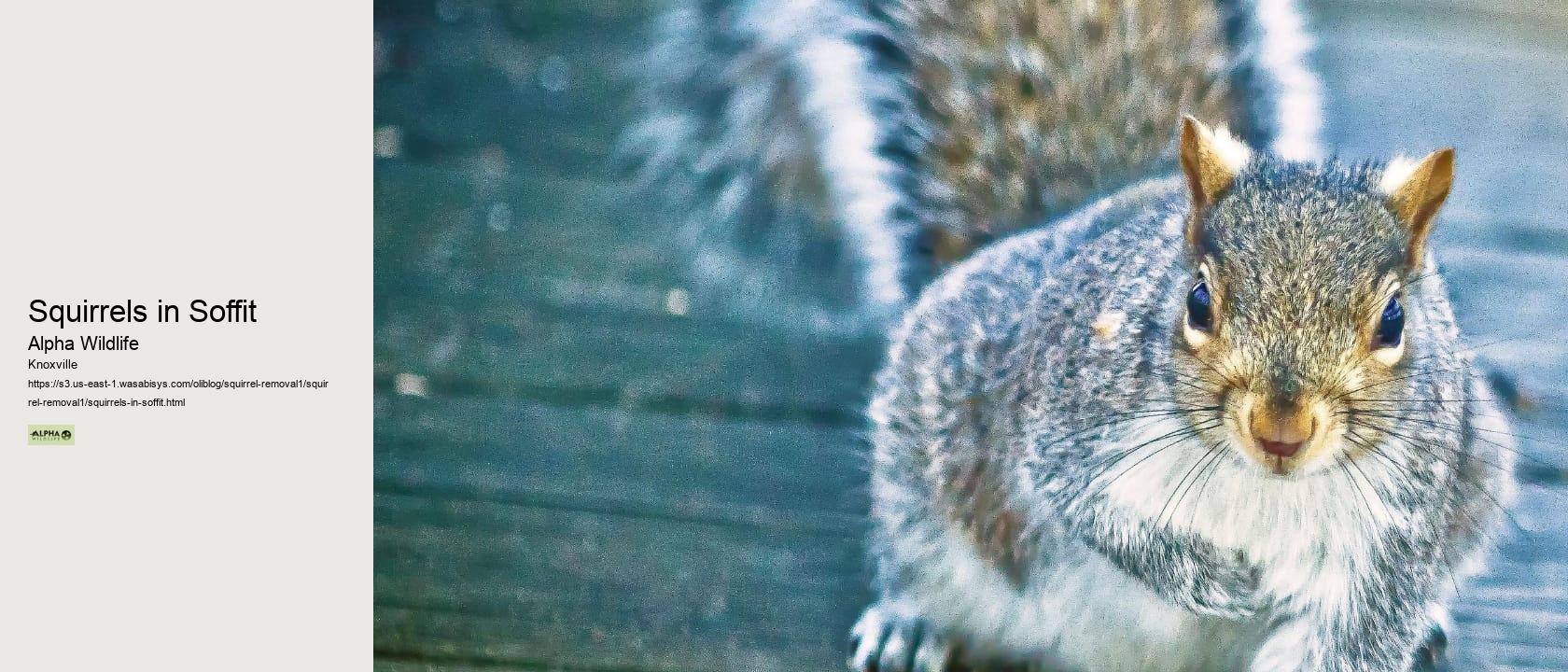 Squirrels in Soffit