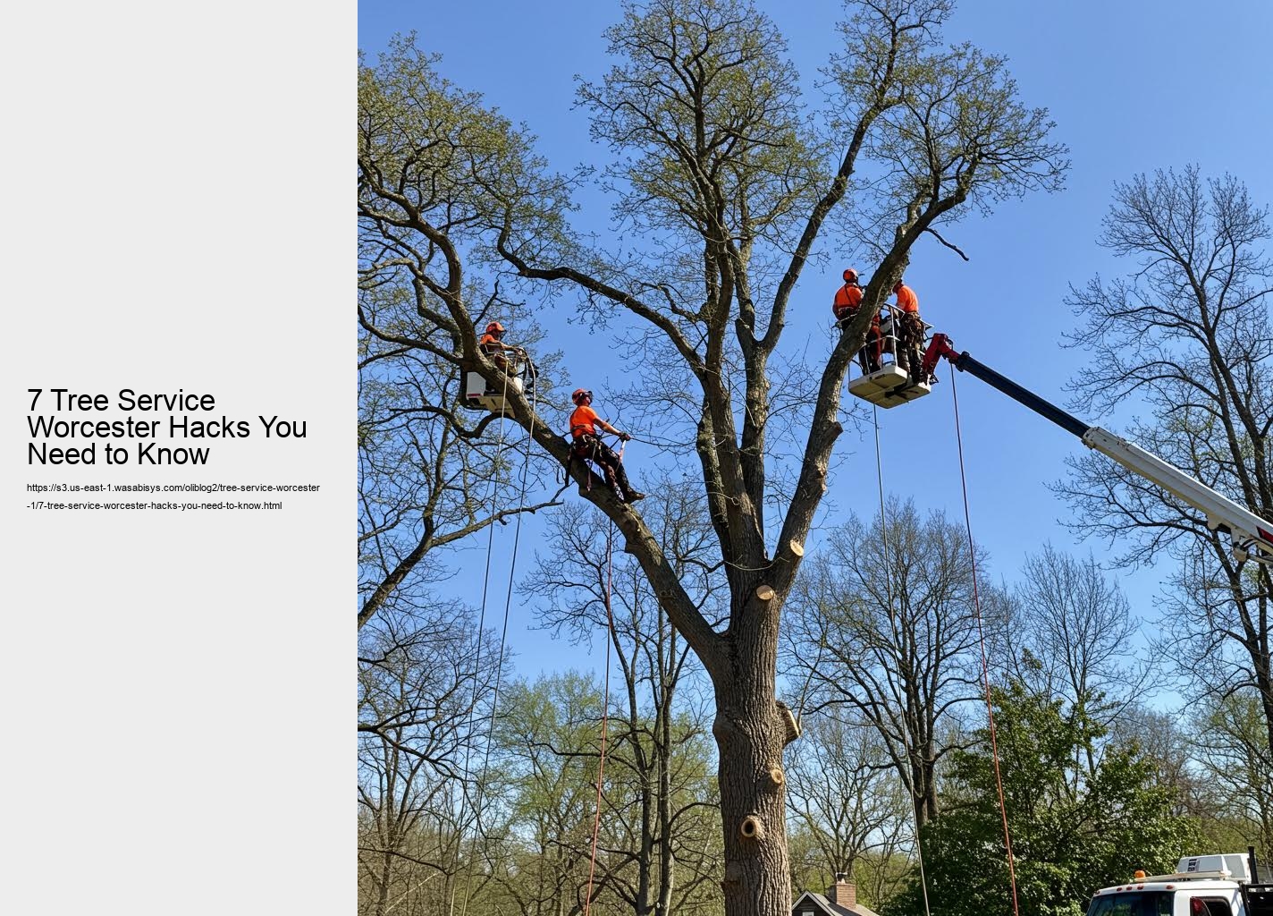 7 Tree Service Worcester Hacks You Need to Know
