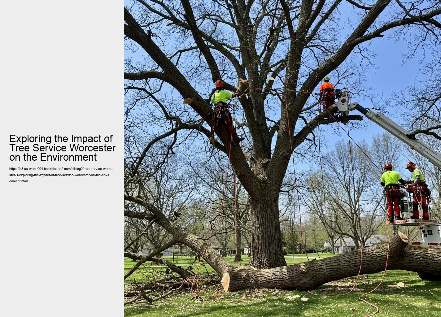 Exploring the Impact of Tree Service Worcester on the Environment