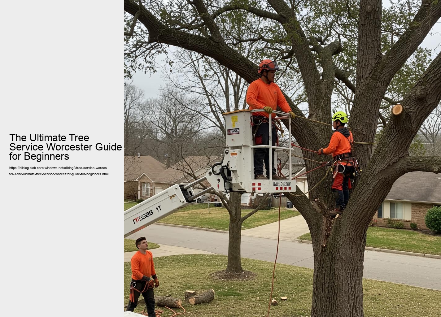 The Ultimate Tree Service Worcester Guide for Beginners