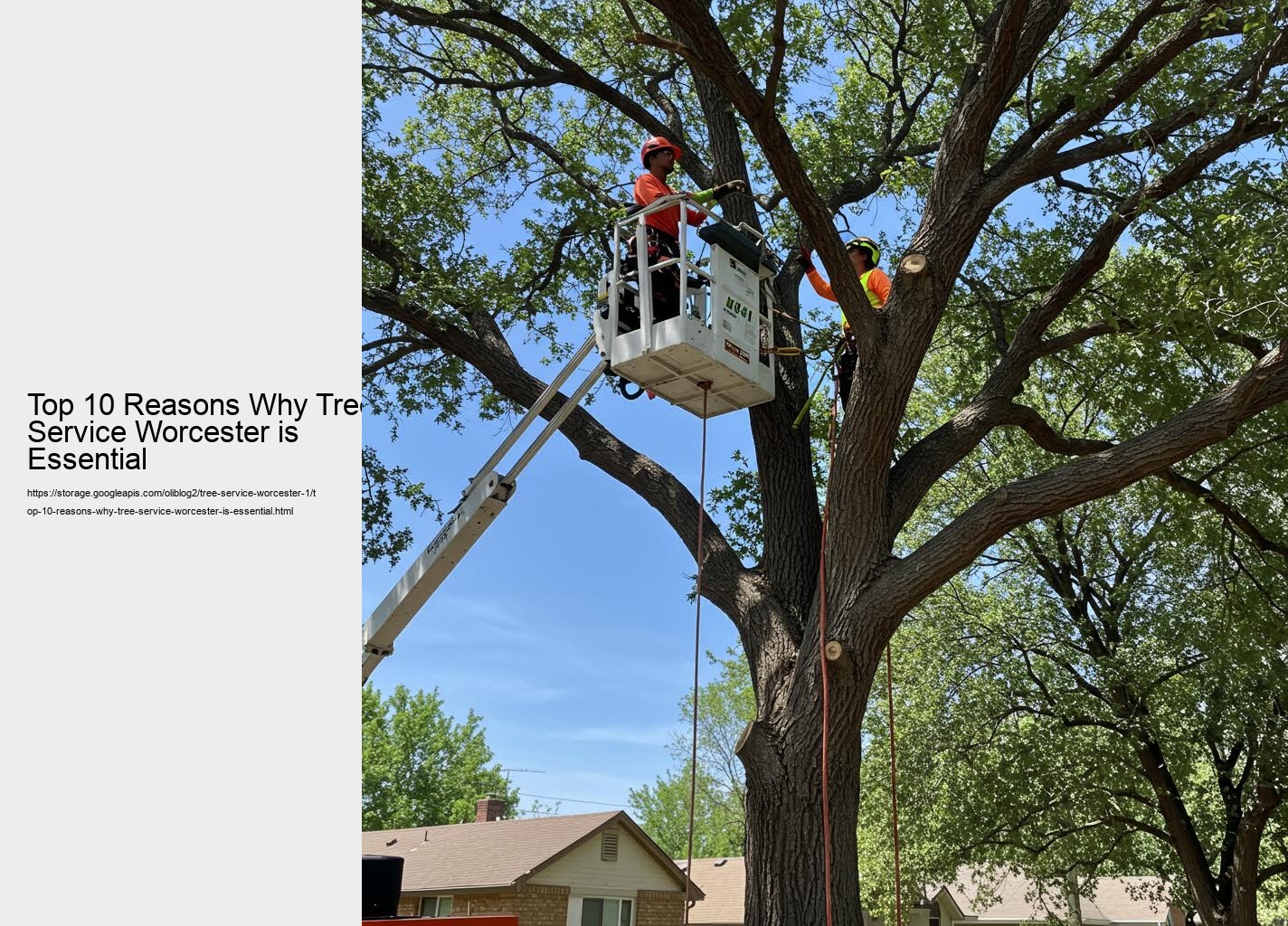 Top 10 Reasons Why Tree Service Worcester is Essential