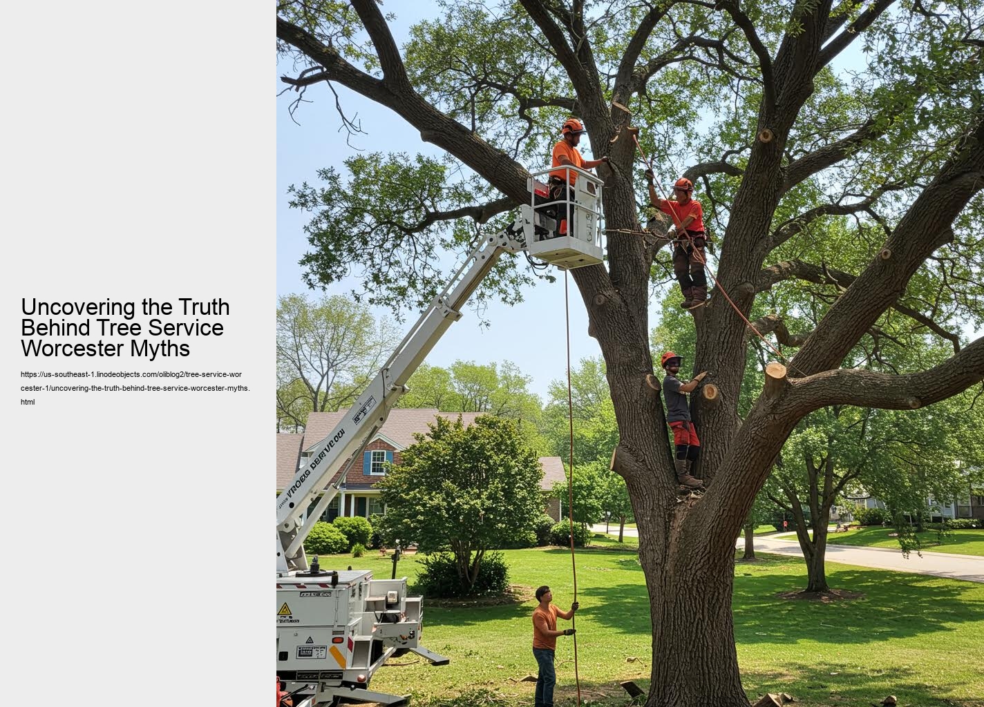 Uncovering the Truth Behind Tree Service Worcester Myths
