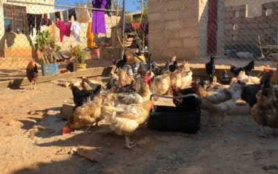 Antimicrobial Resistance among Household Poultry in Tanzania, Africa