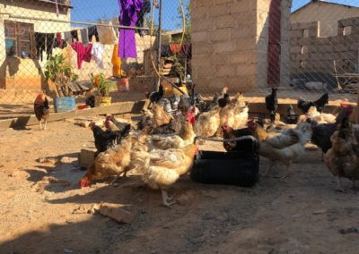 Antimicrobial Resistance among Household Poultry in Tanzania, Africa