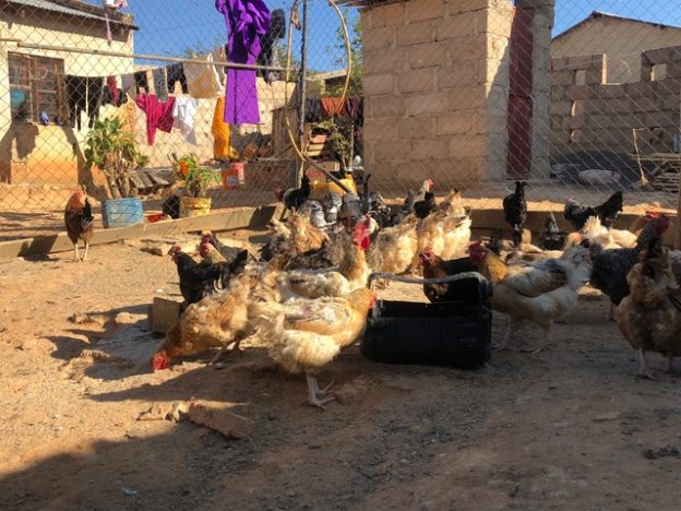 Antimicrobial Resistance among Household Poultry in Tanzania, Africa course image