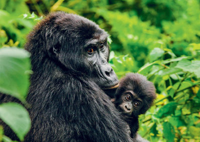 Mountain Gorilla Respiratory Disease Dynamics in Rwanda, Africa