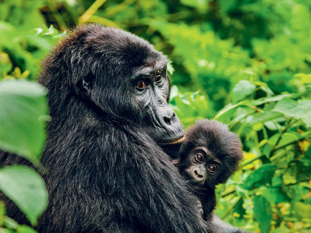 Mountain Gorilla Respiratory Disease Dynamics in Rwanda, Africa course image