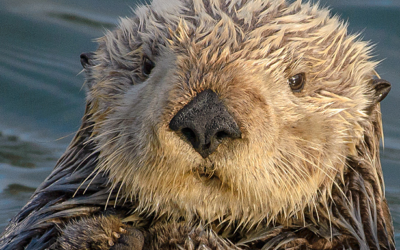 Sea Otter Mortality off the Coast of California, USA