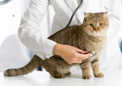 Animal Care and Use 101