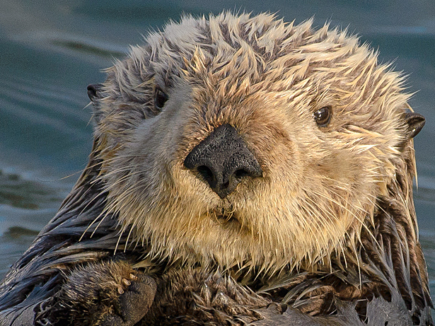 Sea Otter Mortality off the Coast of California, USA course image