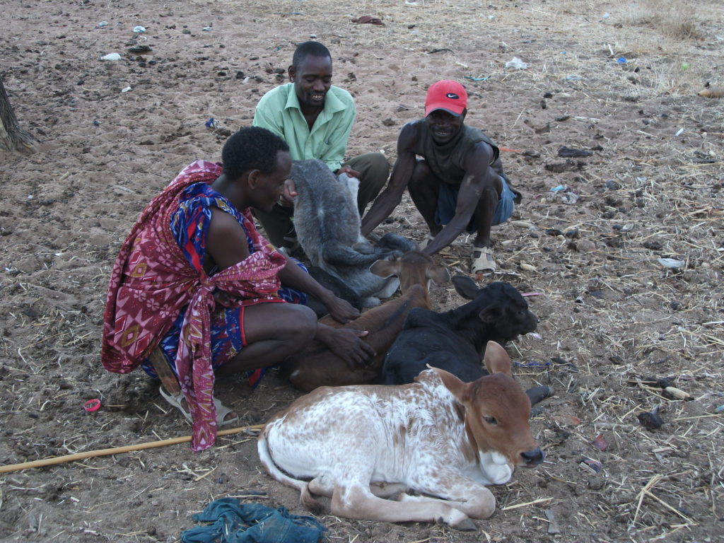 Investigating Livestock and Human Health Connections in the Ruaha  Landscape, Tanzania - OHWA