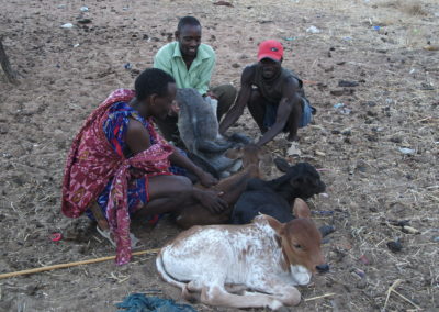 Investigating Livestock and Human Health Connections in the Ruaha Landscape, Tanzania