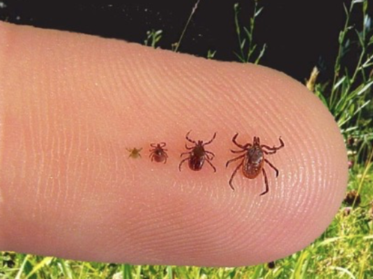Responding to Cases of Rocky Mountain Spotted Fever in California, USA course image